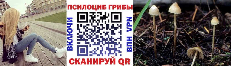 omg ONION  Вилючинск  Псилоцибиновые грибы прущие грибы 